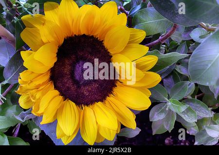 Bild der schönen Sonnenblume mit grünen Blättern auf dem Hintergrund. Direkt darüber. Stockfoto