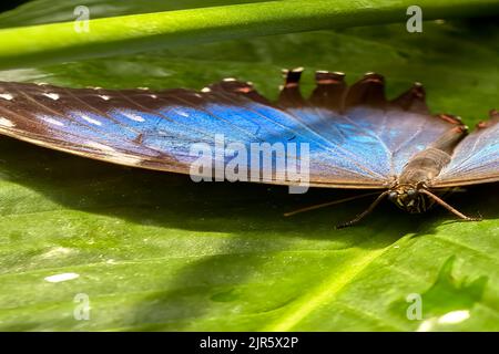 Halbporträt eines Himmelschmetterlings, morpho peleides, auf einem grünen Blatt Stockfoto