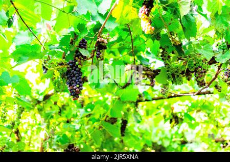 Reife rote und violette Traubenbeeren hängen an einer üppigen Reben im Sommer Stockfoto