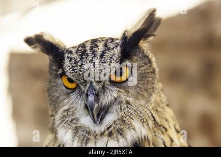 Detail des großen Wildvogels, des Lebens und der Natur Stockfoto