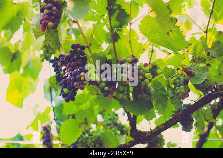 Reifende Traubengruppen hängen im Spätsommer an Weinbergen. Stockfoto