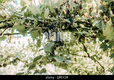 Weinberge bei Sonnenschein während der Herbsternte. Reife Trauben im Herbst in Siebenbürgen. Stockfoto