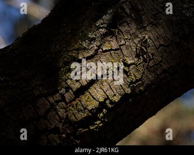 Textur eines trockenen Baumes im Sommer. Textur und Ressourcen Stockfoto