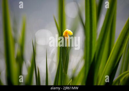 Weiche gelbe Lilienknospe mit Hintergrundbeleuchtung von der Grenze zum Fluss Lima, nördlich von Portugal. Flacher Freiheitsgrad Natürliche Lichtreflexe aus dem Flusswasser. Stockfoto