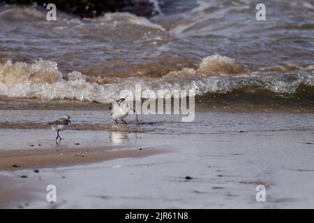 Sanderling, der bei Ebbe Meereswurm von einem nordeuropäischen Strand frisst. Stockfoto