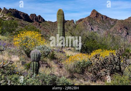 Blühende Wüste mit großer Population von "sprödem Busch" unter saguaro Kakteen im Picacho Peak State Park (Arizona, USA) im März 2020. Stockfoto