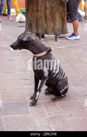 halloween-Hund für den Tag der Toten Fest gekleidet, als Hund Schädel gekleidet, Nahaufnahme Porträt der mexikanischen haarlosen Rasse Hund namens xoloitzcuintle Stockfoto