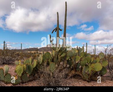Großes Exemplar von Engelmanns Prickley Pear (Opuntia engelmannii) aus dem Organ Pipe Cactus National Monument, Süd-Arizona. Stockfoto