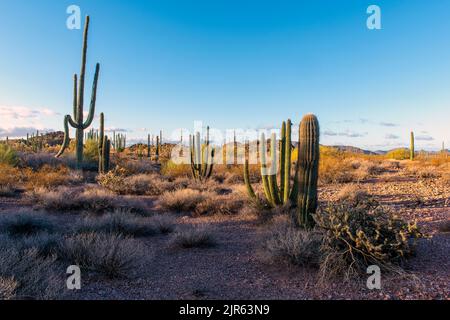 Morgen im Organ Pipe Cactus National Monument, Süd Arizona. Stockfoto