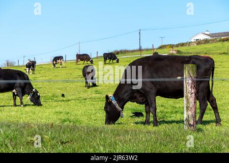 Eine Kuh auf einer eingezäunten grünen Wiese. Blauer Himmel und warmes Wetter. Tiere auf dem Bauernhof. Landwirtschaftliche Landschaft, Kuh auf grünem Grasfeld. Stockfoto