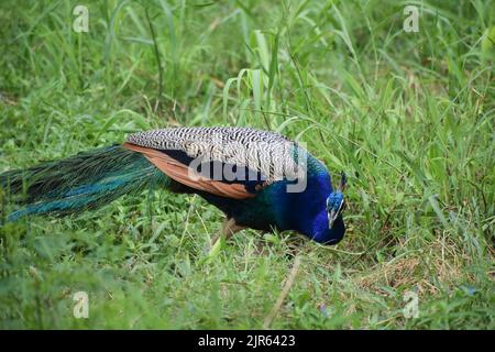 Indischer Pfau steht auf Gras im Zoo von Neu Delhi, Indien. Stockfoto