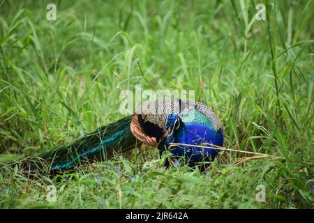 Indischer Pfau steht auf Gras im Zoo von Neu Delhi, Indien. Stockfoto