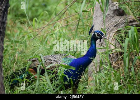 Indischer Pfau steht auf Gras im Zoo von Neu Delhi, Indien. Stockfoto