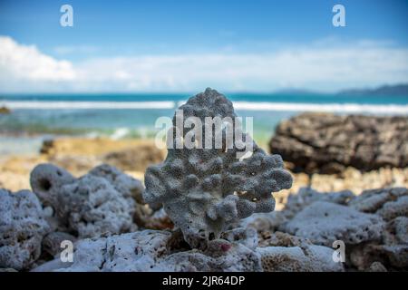 Wunderschöne Korallen am Meer Stockfoto