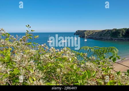 Old-mans-Bartwuchs und Boote festgemacht im Sommer 2022 blauer Himmel Blick auf Barafundle Bay, Stackpole in Pembrokeshire Wales UK KATHY DEWITT Stockfoto