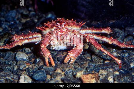 Königskrabbe (Lithodes maja). Stockfoto