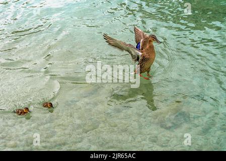 Mutter Ente springt mit ihren Flügeln aus dem Teich hoch, während 2 kleine Entchen dicht beieinander folgen. Stockfoto