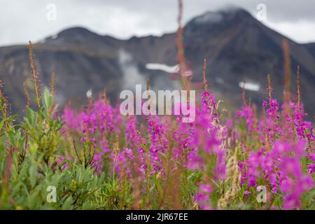 Arktische Landschaften-Blumen Wiese in Alaska in der Sommersaison Stockfoto