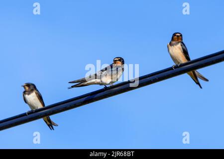 Drei Scheunenschwalben (Hirundo rustica) versammeln sich auf Stromleitung / Elektrodraht vor der Migration Stockfoto