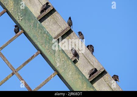 Gewöhnliche Stare / Europäische Stare (Sturnus vulgaris) Herde sammeln sich und thront auf Holzgitter Rahmen der Windmühle Segel vor der Migration Stockfoto