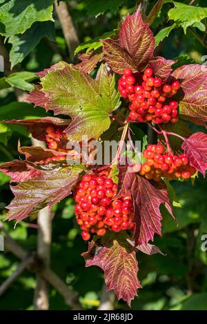 Wacholderrose (Viburnum opulus), Nahaufnahme von roten Beeren/Früchten und gedrehten Blättern, die Herbstfarben zeigen, aufgrund längerer Dürre/Hitzewelle im Sommer Stockfoto