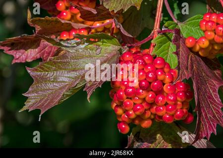 Wacholderrose (Viburnum opulus), Nahaufnahme von roten Beeren/Früchten und gedrehten Blättern, die Herbstfarben zeigen, aufgrund längerer Dürre/Hitzewelle im Sommer Stockfoto