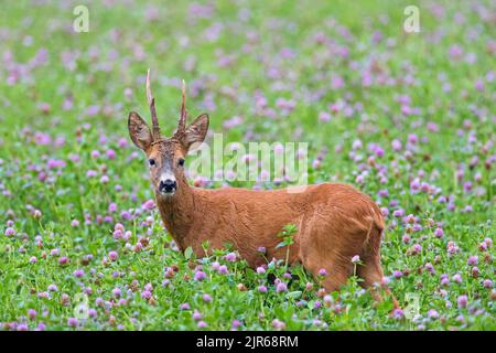 Europäisches Reh (Capreolus capreolus) Männchen / Reh auf dem Kleefeld / Wiese im August im Sommer Stockfoto