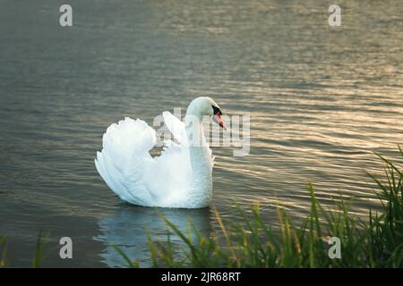 Weißer Schwan, der im Morgengrauen auf dem See schwimmt (.Cygnus olor ) in natürlicher Umgebung Stockfoto