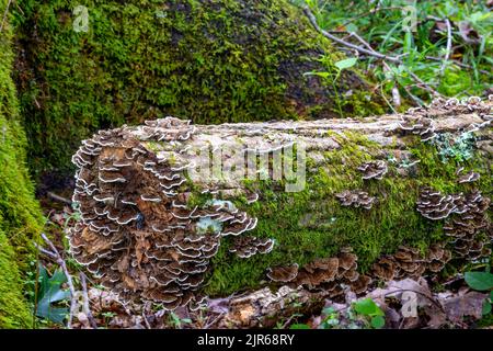 Wunderschöne Pilze und Moos, die auf einem Baumstamm in einem Wald wachsen. Stockfoto