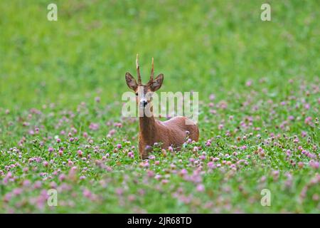 Europäisches Reh (Capreolus capreolus) Männchen / Reh auf dem Kleefeld / Wiese im August im Sommer Stockfoto