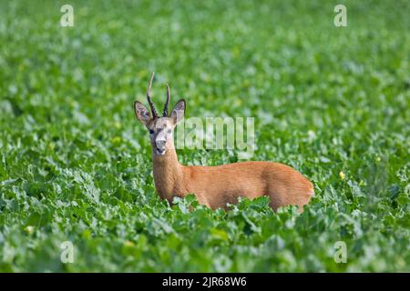 Europäisches Reh (Capreolus capreolus) Rüde / Rehe, die im Sommer im Zuckerrübenfeld / auf Ackerland im August einziehen Stockfoto