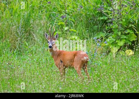 Europäisches Reh (Capreolus capreolus) Männchen / Reh auf der Wiese / im Grasland mit Wildblumen im August im Sommer Stockfoto