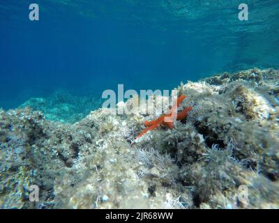 Unterwasserlandschaft des Mittelmeers Stockfoto