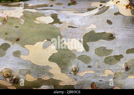 Ein gefallener Baum aus der Nähe seiner Rinde, die wie die Tarnung der Natur aussieht. Stockfoto