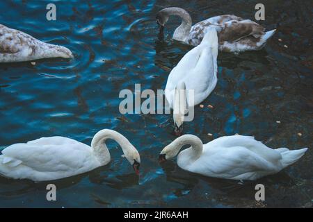 Schwäne, die im Teich eines öffentlichen Parks nach Nahrung suchen Stockfoto