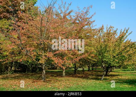 Minimalistischer monochromer Hintergrund mit großen roten und orangen Blättern und kleinen Blüten von Kirschenbäumen im Japanischen Garten des Herastrau Parks in BU Stockfoto