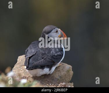 Der Atlantische Papageitaucher saß am Rand der Klippe. Stockfoto