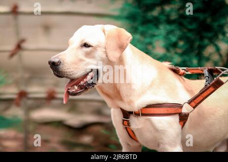 Die Hundefotografie ist eigentlich gar nicht so schwierig, wenn man erst einmal versteht, wie man seinem pelzigen besten Freund vor der Kamera das Gefühl geben kann, sich wohl zu fühlen Stockfoto