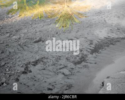 Transparentes Wasser am Strand von ibiza im mittelmeer Stockfoto