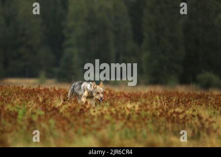 Wolf Junge läuft im Blütengras Wolf aus Finnland. Grauer Wolf, Canis lupus, auf der Sommerwiese. Wolf im Naturlebensraum. Stockfoto