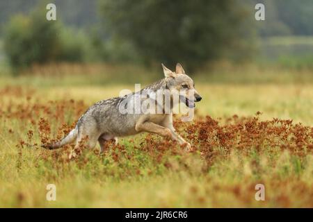 Wolf Junge läuft im Blütengras Wolf aus Finnland. Grauer Wolf, Canis lupus, auf der Sommerwiese. Wolf im Naturlebensraum. Stockfoto