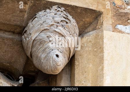 Wespennest auf dem Kirchengebäude, Suffolk Stockfoto