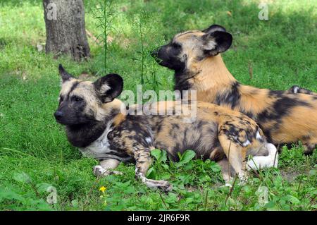 Afrikanischer Wildhund, afrikanischer bemalter Hund, afrikanischer Jagdhund, Afrikanischer Wildhund, sauvage d'Afrique, Lycaon pictus, hiénakutya Stockfoto