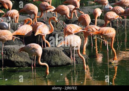 Amerikanischer Flamingo, karibischer Flamingo, Kubaflamingo, Flamant des Caraïbes, Phoenicopterus ruber, Karibi flamingó Stockfoto