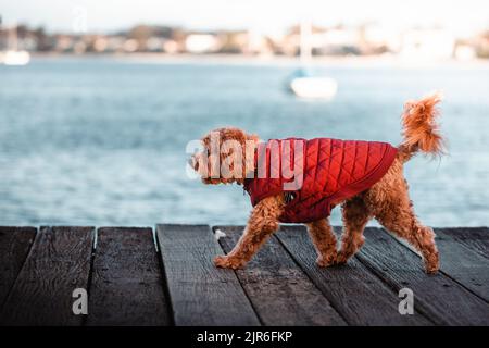 Eine schöne Aufnahme eines Labradoodles in roter Weste auf einem hölzernen Pier auf verschwommenem Hintergrund des Meeres Stockfoto