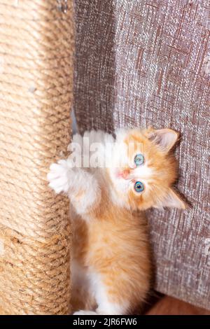 Hinter einem Kratzpfosten verbirgt sich ein kleines rotes verspieltes Kätzchen mit blauen Augen. Anpassung an die Entwicklung von Jungtieren. Stockfoto