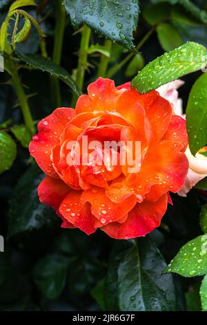 Blühende ‘Livin’ Easy’ Floribunda Rose Stockfoto