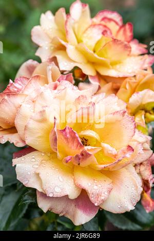 Blühende ‘Livin’ Easy’ Floribunda Rose Stockfoto