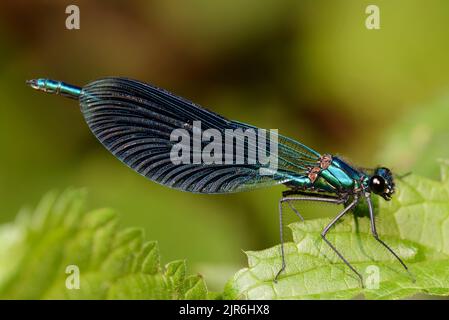 Männchen einer kleinen glänzenden Libelle schöne demoiselle (Calopteryx virgo) auf dem Gras am Flussufer Stockfoto