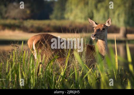 Hirsche verstecken sich in den langen Gräsern neben dem Teich Stockfoto
